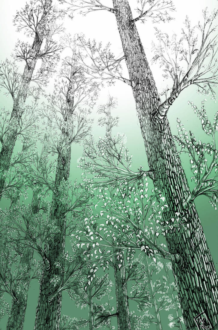 Ancient Secular forest by saimon69