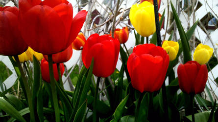 tulips 2.