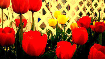 the last tulip picture.