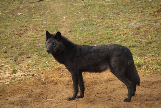 Wolf Science Center 17