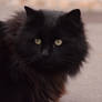 Black Cat 3