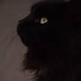 Black Cat 4