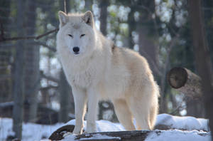 Wolf Winter 10 by Lakela
