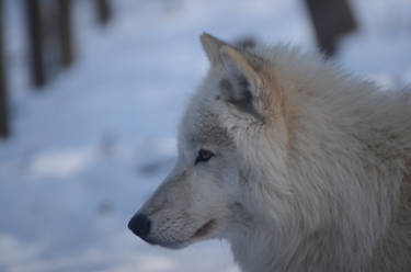 Wolf Winter 20