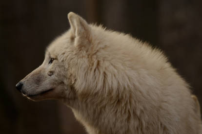 White Wolf 27