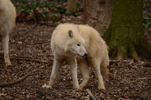 White Wolf 38