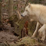 White Wolf 41