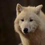 White Wolf 54