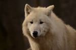 White Wolf 54 by Lakela