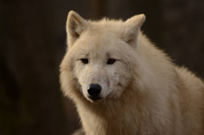 White Wolf 54