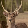Deer Stock 8