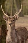 Deer Stock 8 by Lakela