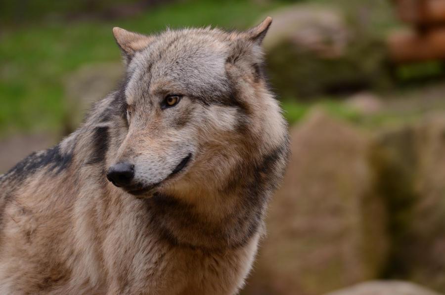 Timberwolf 3 by Lakela on DeviantArt