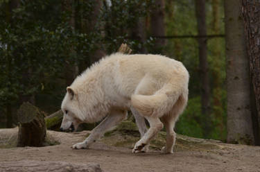 Arctic Wolf 5