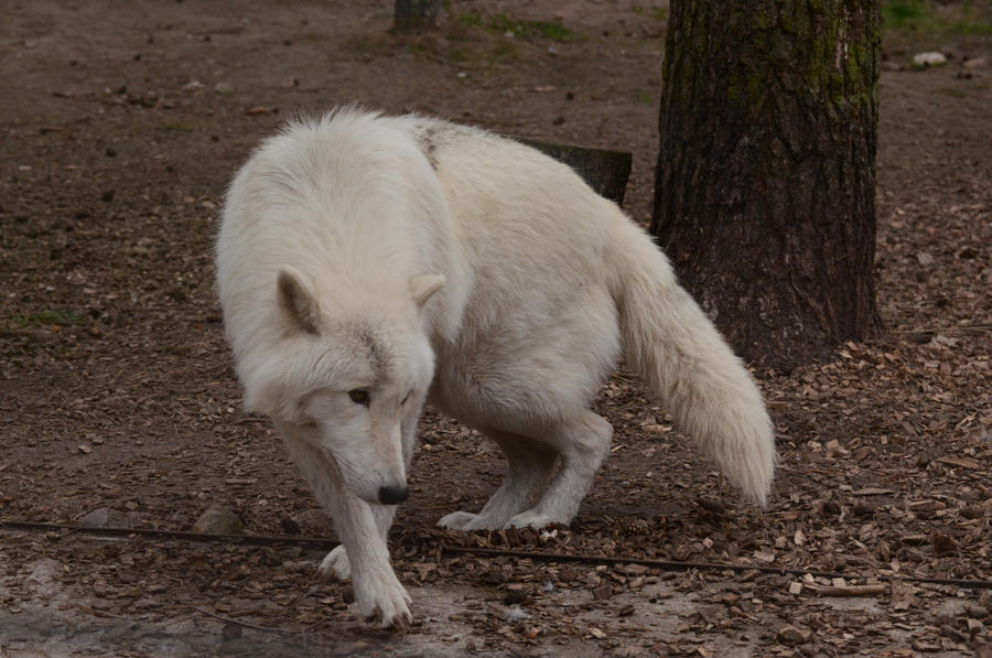 Arctic Wolf 7