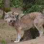 Graywolf 8