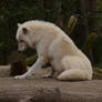 Arctic Wolf 15