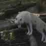 New White Wolves 1