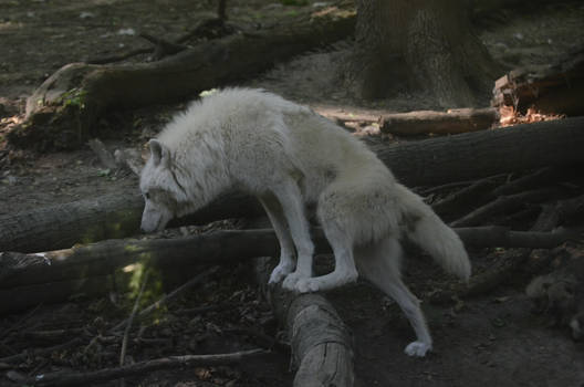 New White Wolves 3