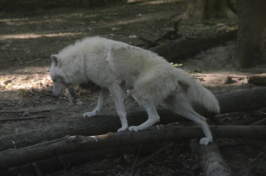 New White Wolves 5