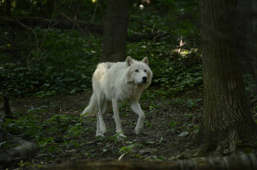 New White Wolves 6