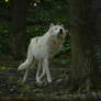 New White Wolves 7