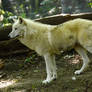 New White Wolves 8