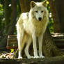 New White Wolves 9