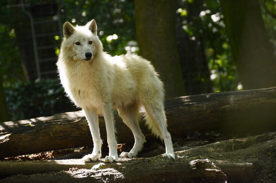 New White Wolves 11
