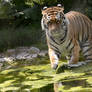 Tiger in Water 3