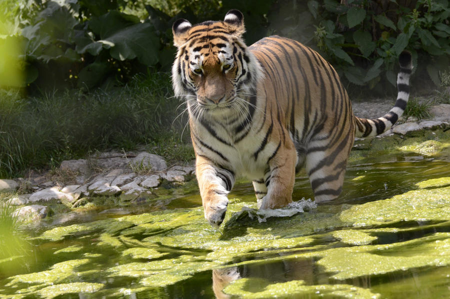 Tiger in Water 3