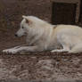 Arctic Wolf 16