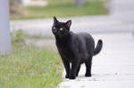 Black Cat 13 by Lakela