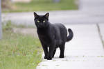 Black Cat 14 by Lakela