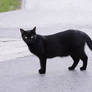 Black cat 15