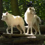 New White Wolves 14