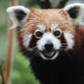 Red Panda 1