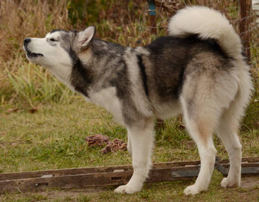 Alaskan Malamute 1