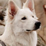 White Shepherd 1