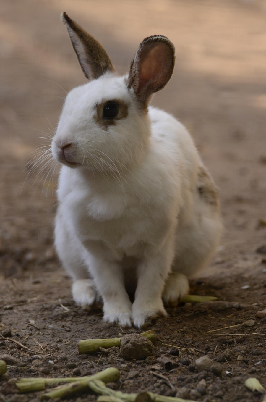 Rabbit 4