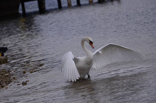 Swan Wings 1