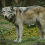 Timber Wolf 31