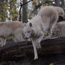 New White Wolves 3