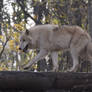 New Whites Wolves 11