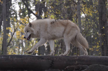 New Whites Wolves 11