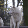 New White Wolves 15