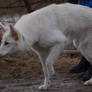 White Shepherd 3