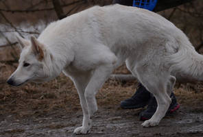 White Shepherd 3