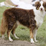 Border Collie 4