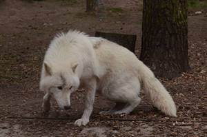 Arctic Wolf 15